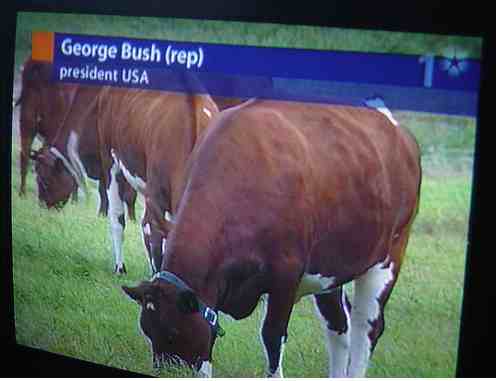 georgebushcow georgebushcow