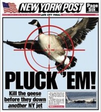 NY POST GEESE.JPG