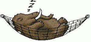 sleeping-elephant_6.2.11
