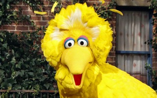 big bird