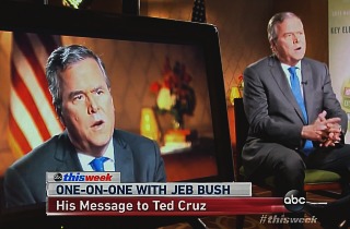 Bush