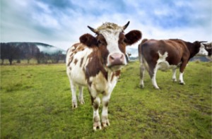 Cow