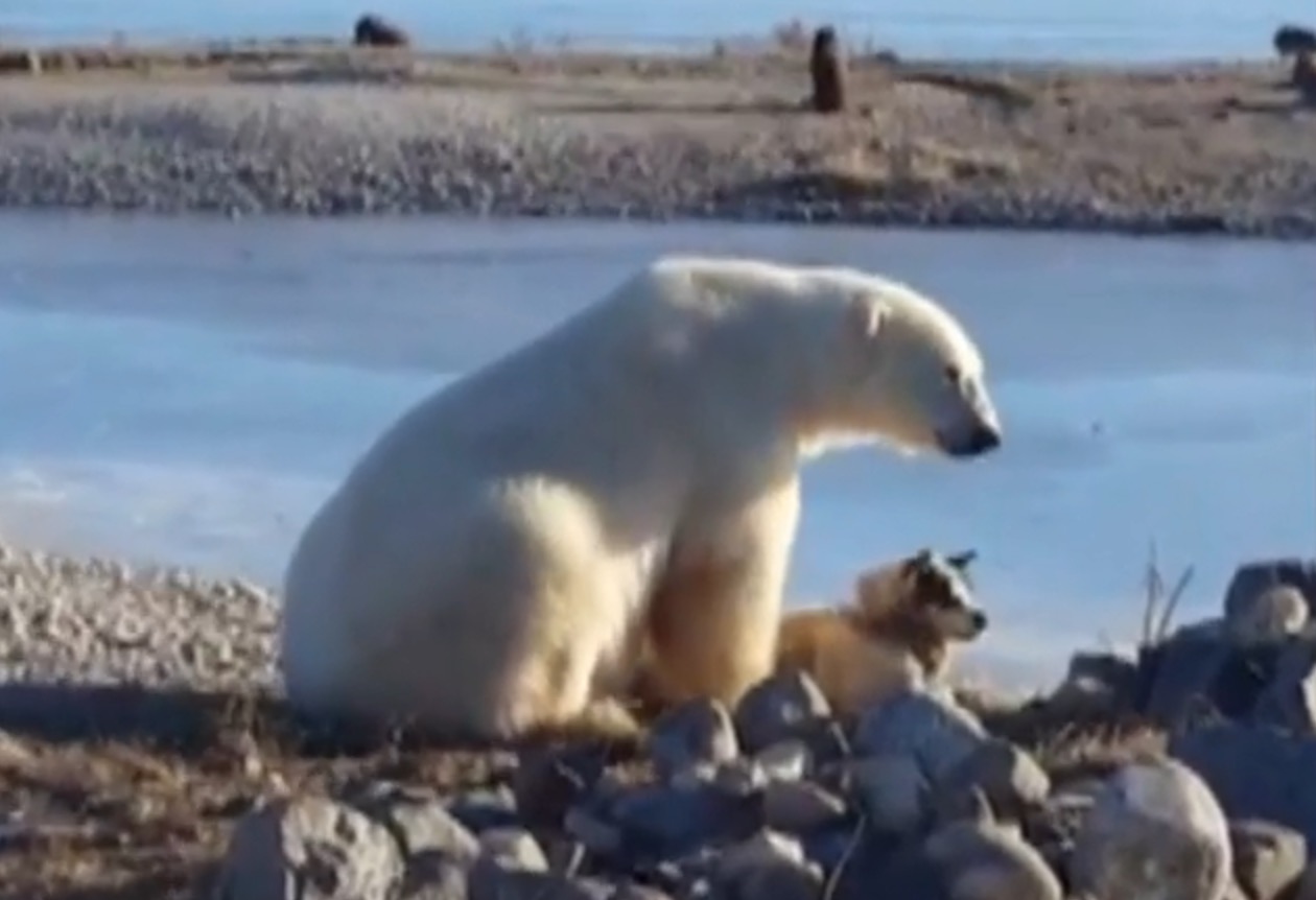 The Cute Polar Bear-Pets-Dog Story From Yesterday Just Took a Turn For ...