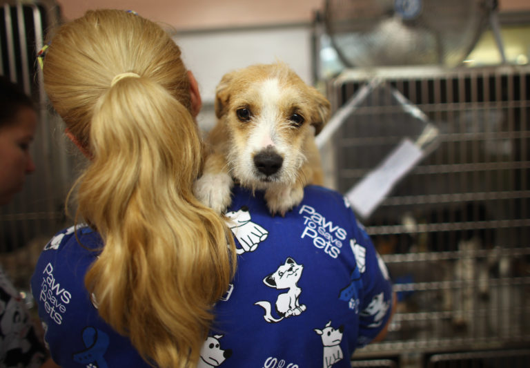 Animal Shelters Report Rise in Applications Amid Coronavirus