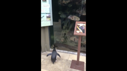 Penguins at Shedd Aquarium