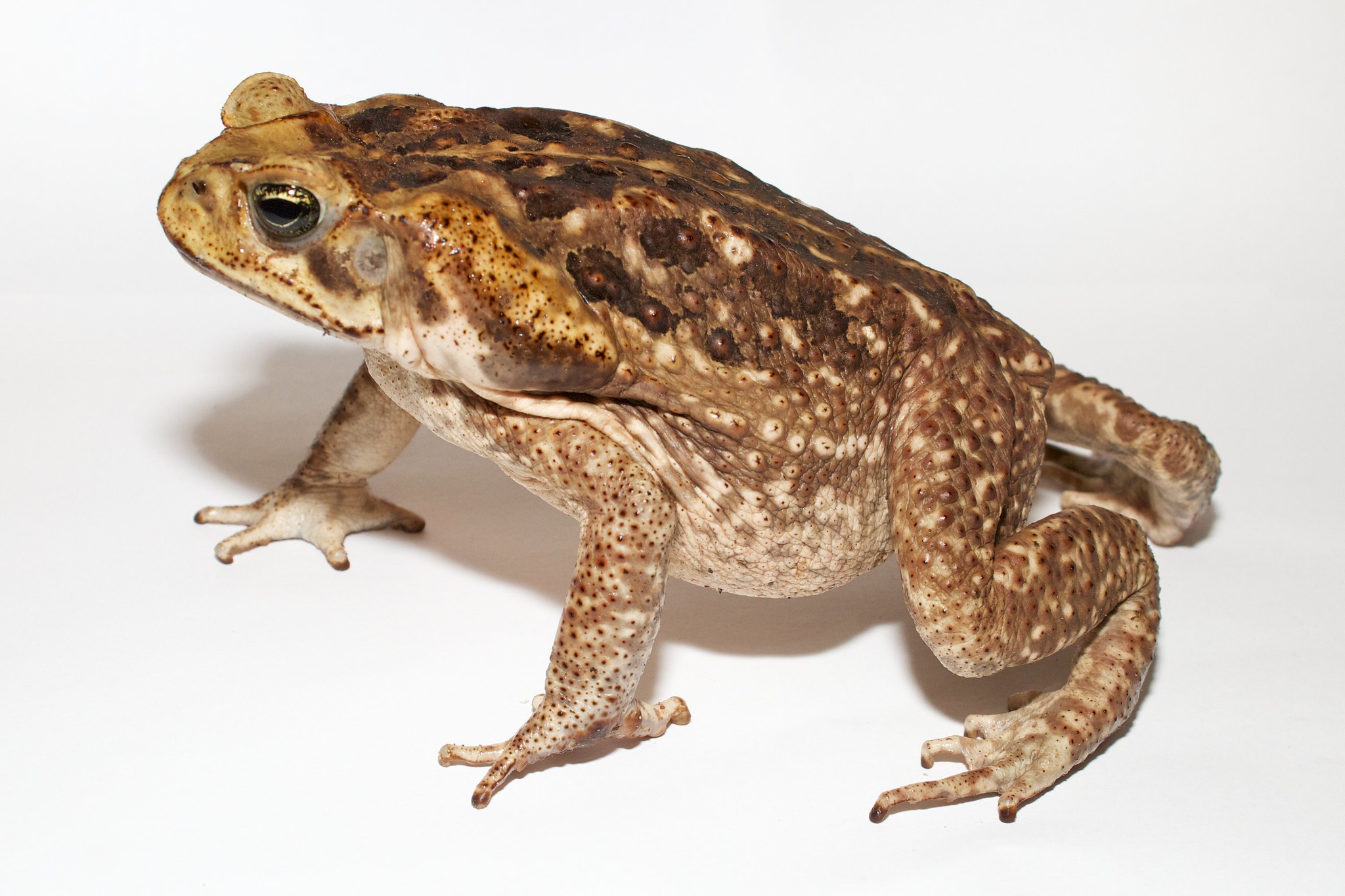 Toxic Toads Are Yet Another Plague Threatening Us In 2020 3878