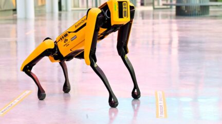 robot dog