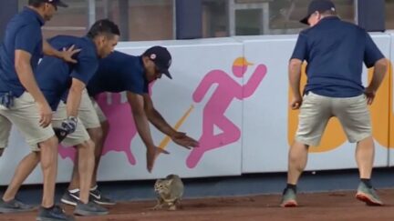 Yankee Stadium Cat