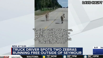 Zebras Spotted Loose in Wisconsin