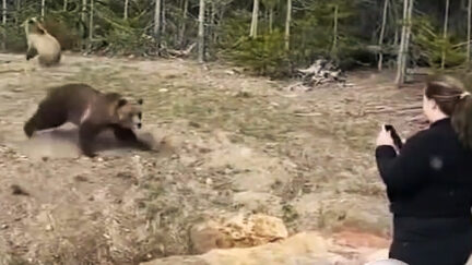 Bear Charges Woman at Yellowstone