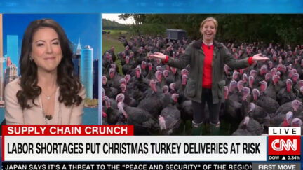 CNN Reporter Surrounded by Turkeys