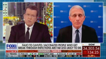 Neil Cavuto confronts Fauci on Fox Business