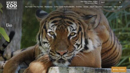 Eko the Tiger, Naples Zoo