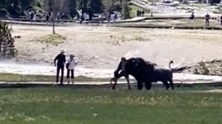 Bison gores man in yellowstone