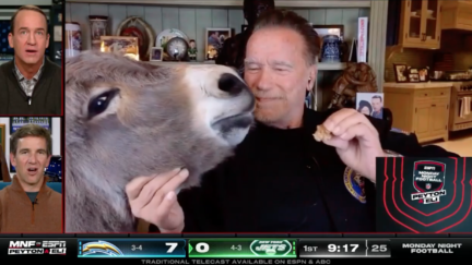 Arnold Schwarzenegger feeds his pet donkey on the ManningCast