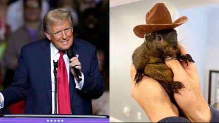 Trump Rages At New York for Euthanizing Squirrel