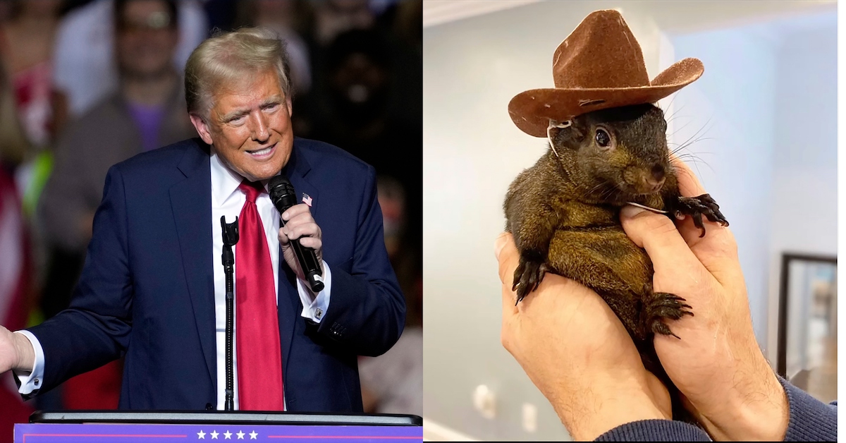 Trump Rages At New York for Euthanizing Squirrel