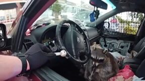 meth raccoon