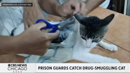 Drug Smuggling Cat Caught By Prison Guards