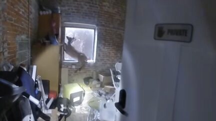 WATCH: Police Catch Deer Destroying Salon
