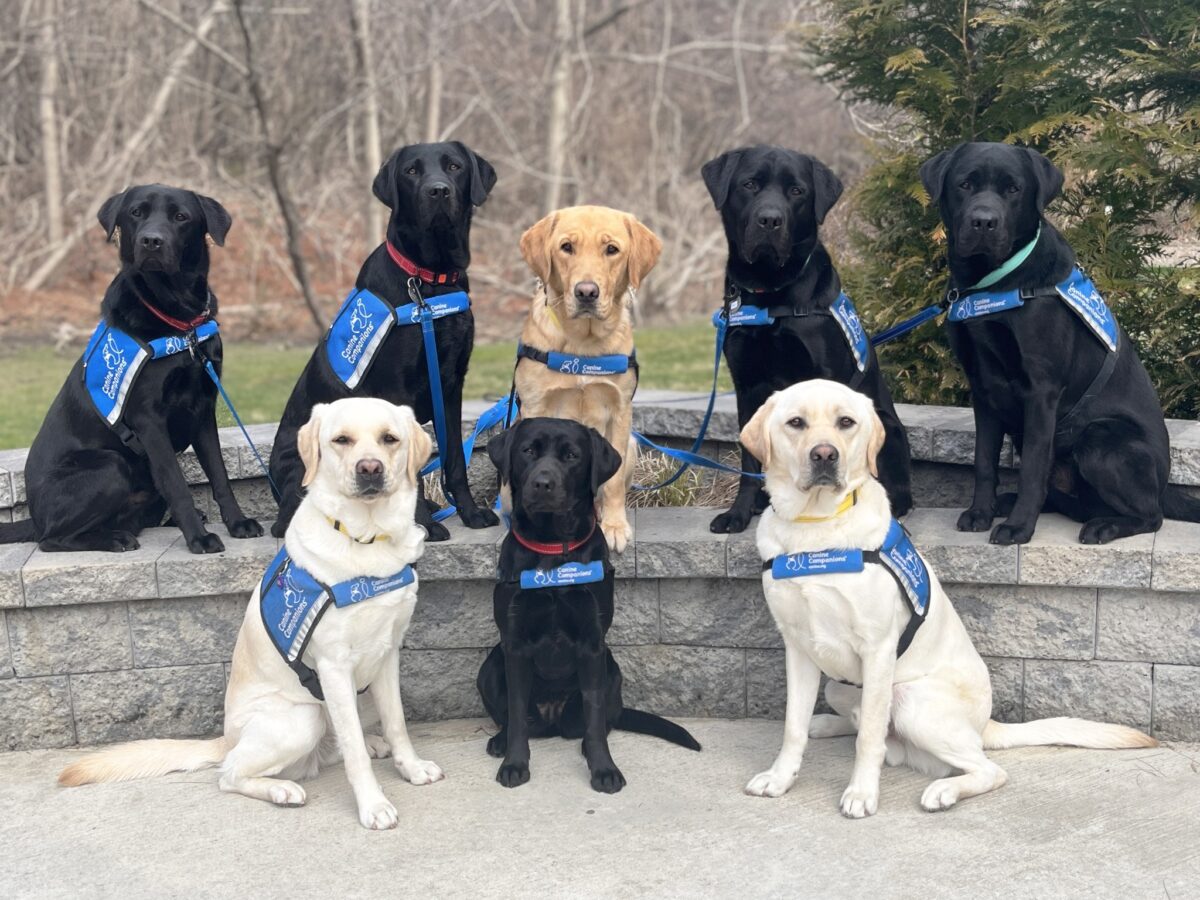 service dogs in Canine Companions training program