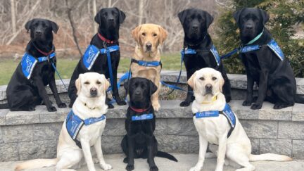 service dogs in Canine Companions training program
